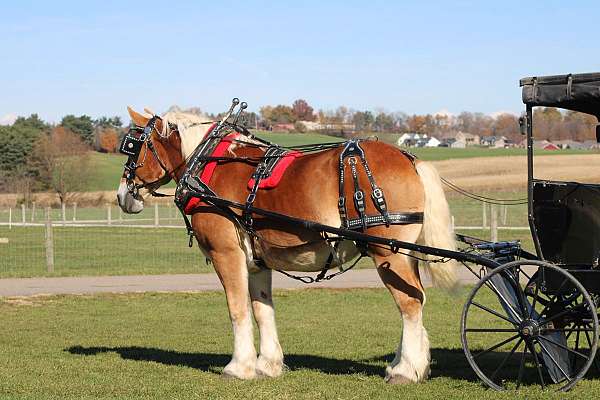 companion-belgian-horse