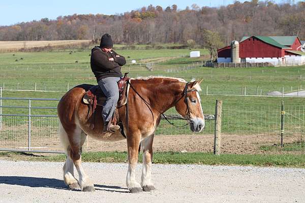 draft-belgian-horse