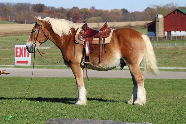 driving-belgian-horse