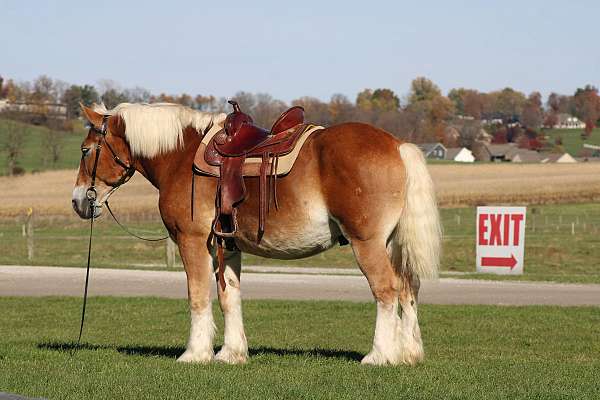 harness-belgian-horse