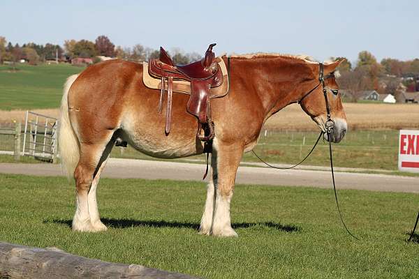 husband-safe-belgian-horse