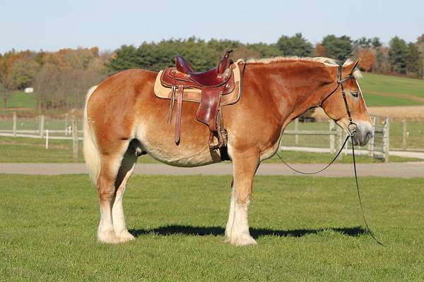kid-safe-belgian-horse
