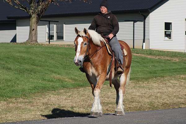 parade-belgian-horse