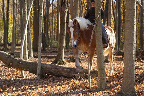 pleasure-driving-belgian-horse