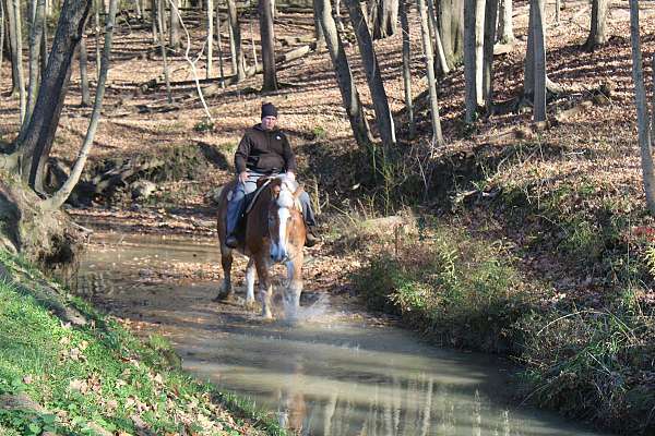 ridden-western-belgian-horse