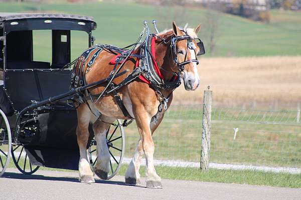 mounted-patrol-belgian-horse