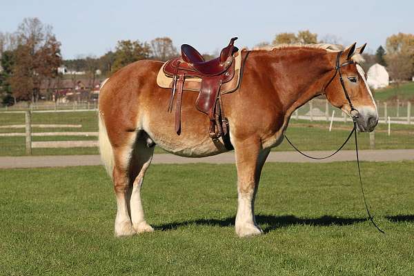 white-strip-mane-tail-horse