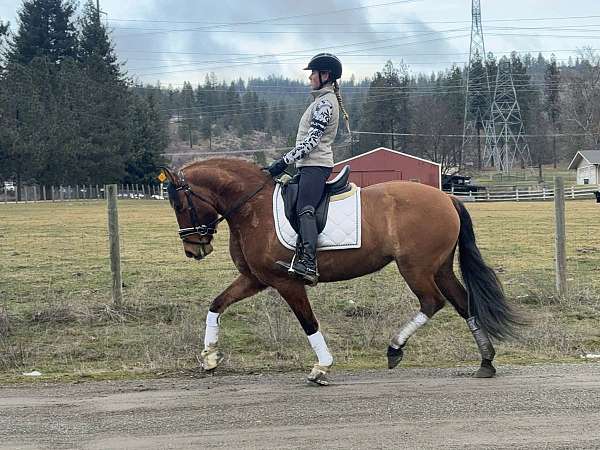 bay-dun-andalusian-mare