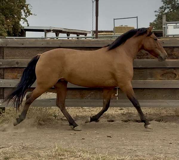 bay-dun-ancce-pre-horse