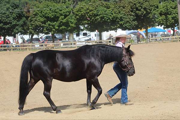 barrel-pony