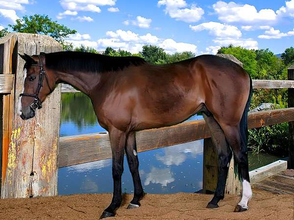 natural-horse-thoroughbred