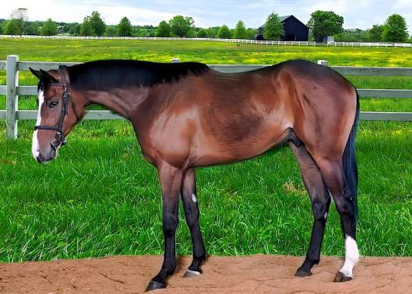 white-horse