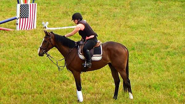 bay-white-horse
