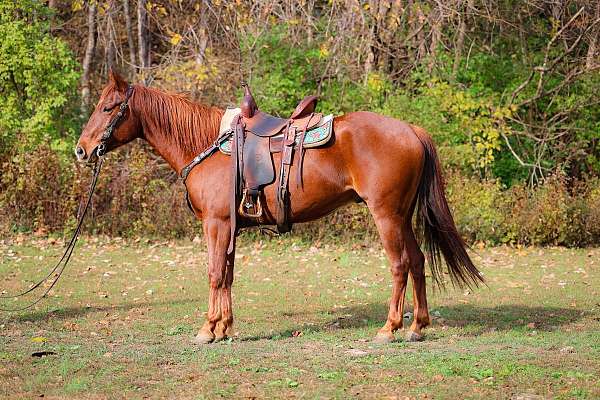 all-around-quarter-horse