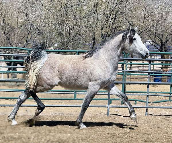 all-around-arabian-horse