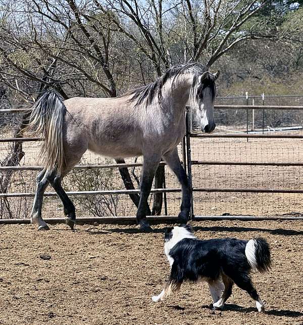 athletic-arabian-horse