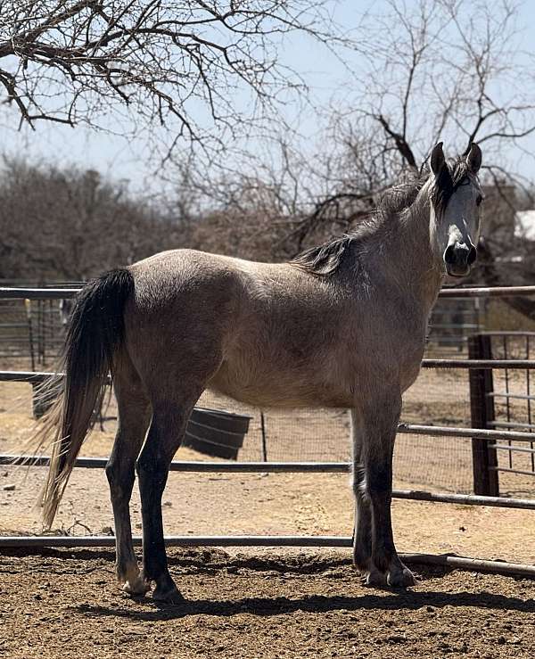 dressage-arabian-horse