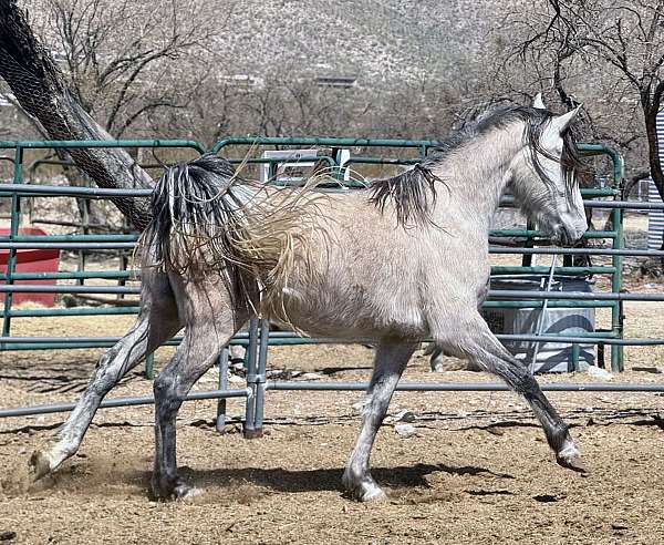english-pleasure-arabian-horse