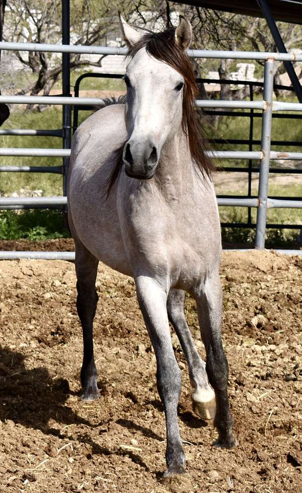 dentist-arabian-horse