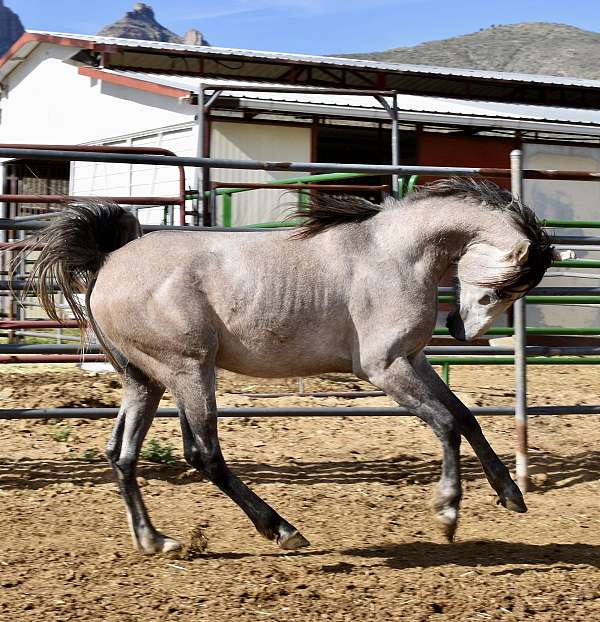 egyptian-sired-arabian-horse