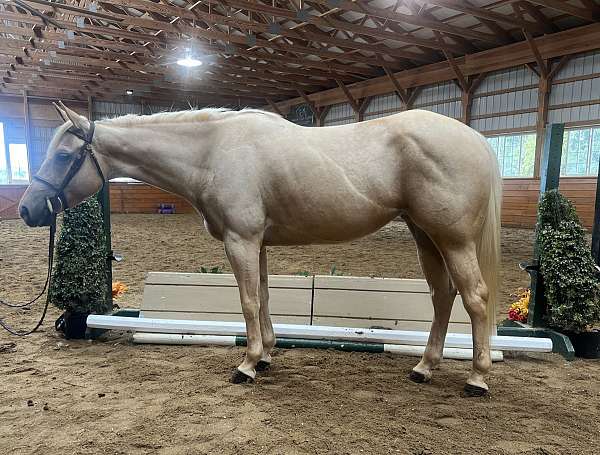 all-around-palomino-pony