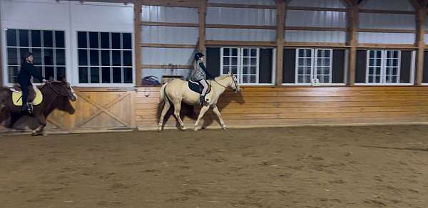 beginner-palomino-pony