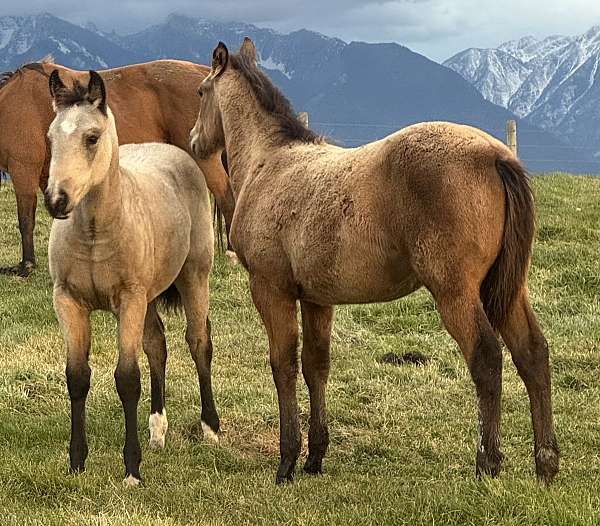 firewater-filly