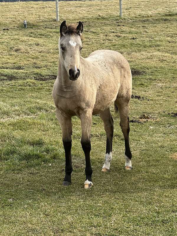 dash-for-perks-filly