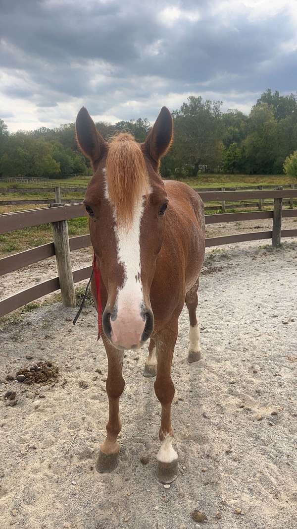 haflinger-mare