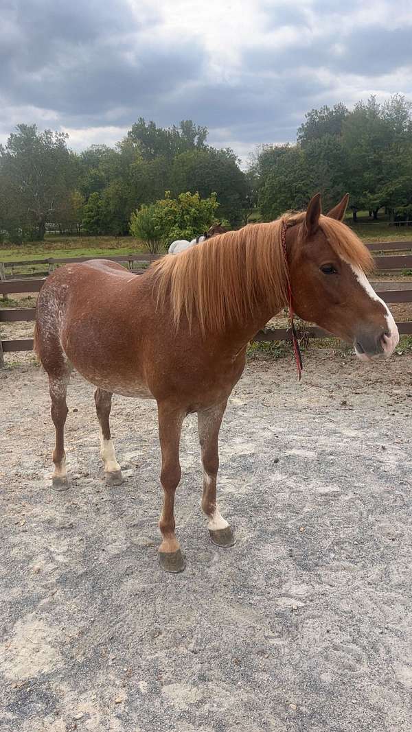 roan-quarter-horse-mare-foal