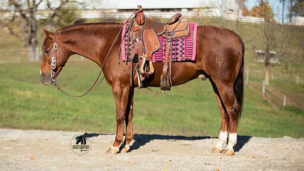 all-around-quarter-horse