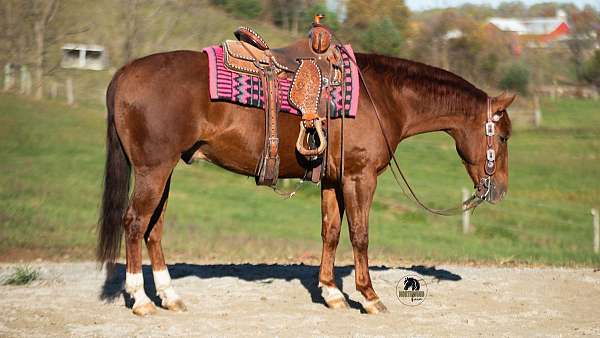 sorrel-schoolmaster-horse