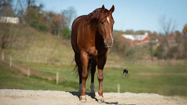 athletic-quarter-horse
