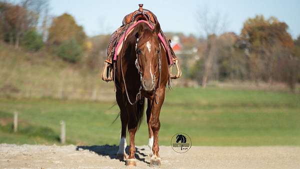 field-trial-quarter-horse