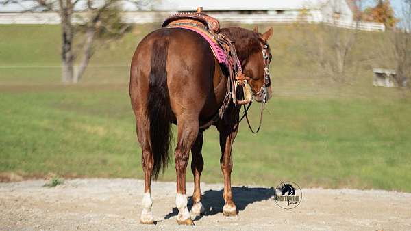 husband-safe-quarter-horse