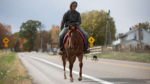 kid-safe-quarter-horse