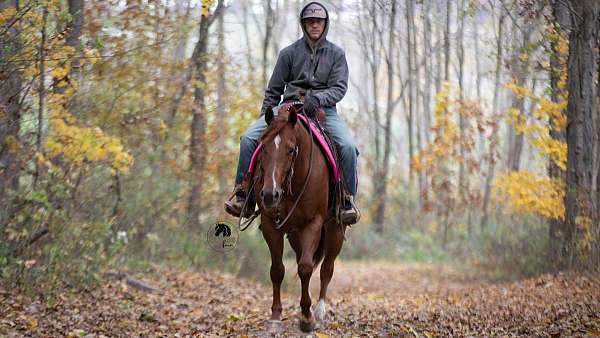 lesson-quarter-horse