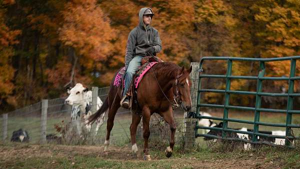 ranch-quarter-horse