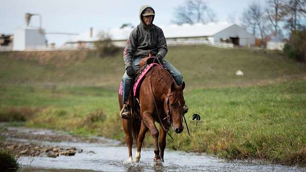 ranch-versatility-quarter-horse