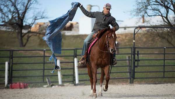 ranch-work-quarter-horse