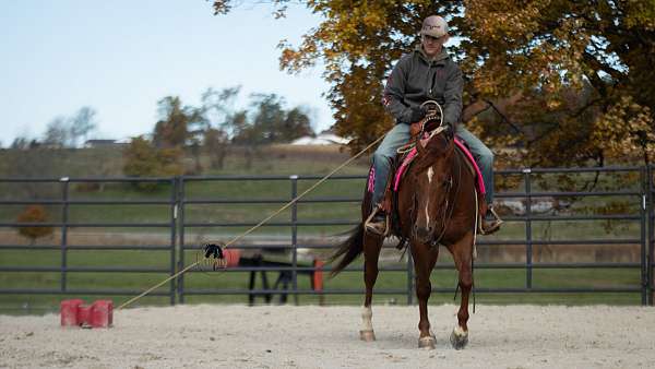 ridden-western-quarter-horse