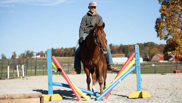 schoolmaster-quarter-horse
