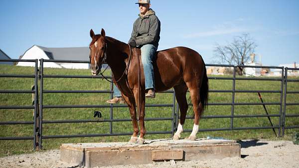 trail-quarter-horse