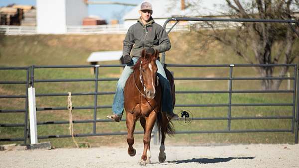 trail-riding-quarter-horse