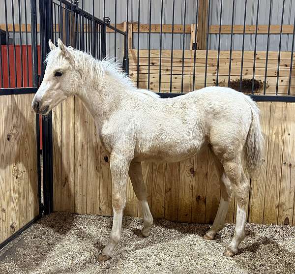 palomino-high-socks-horse