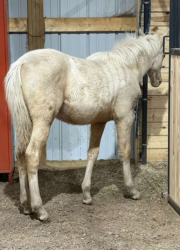 high-socks-horse