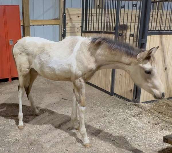 tobiano-horse