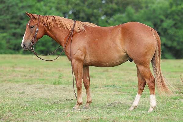 ranching-heritage-bred-horse