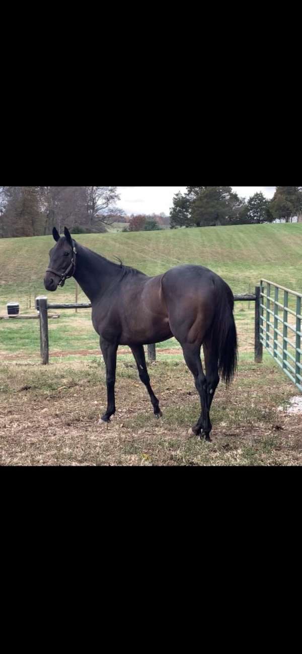 rpp-thoroughbred-horse