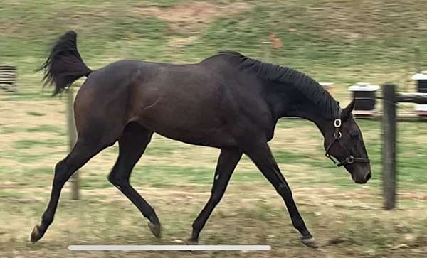 rpp-horse